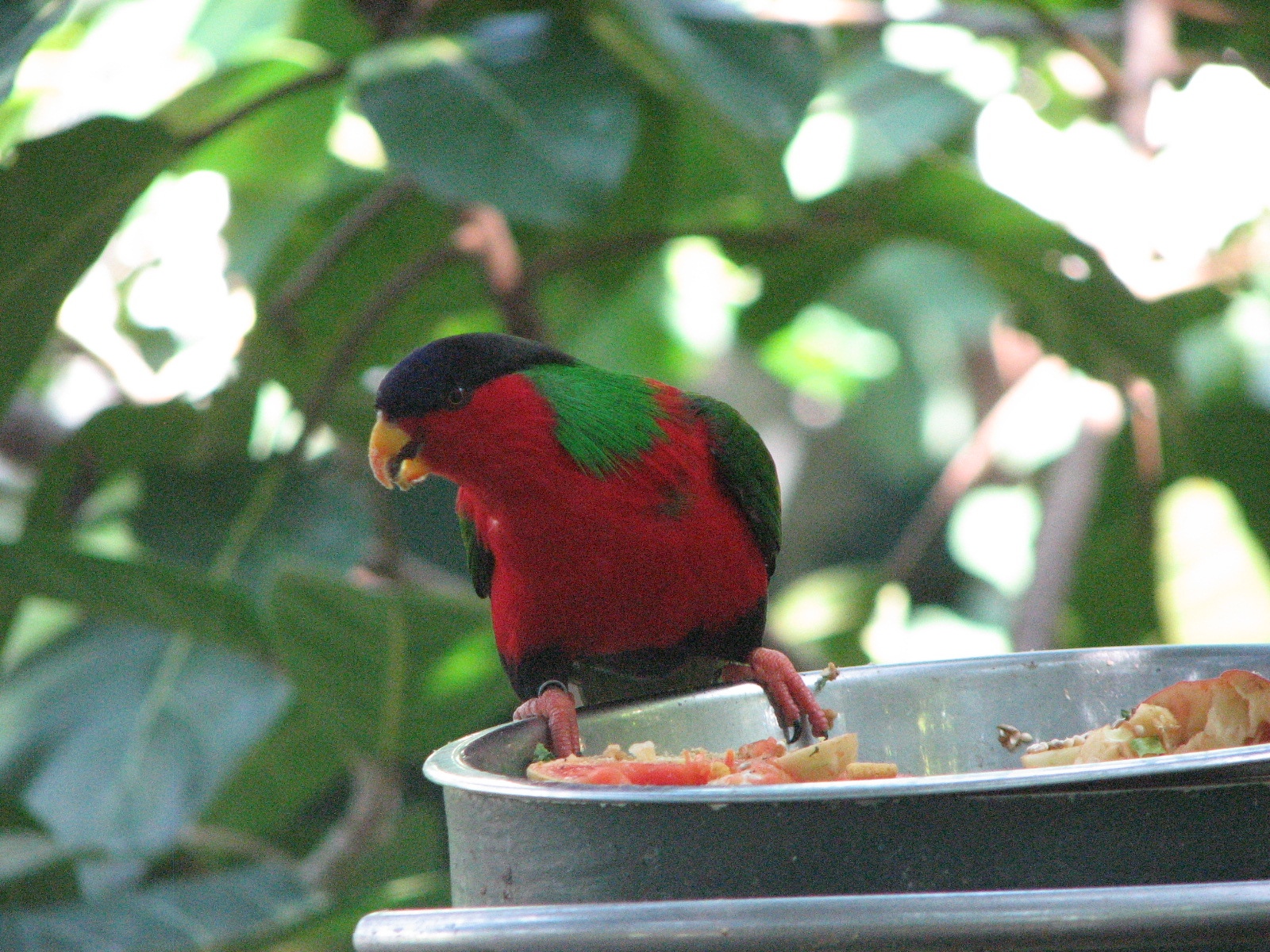 San diego zoo bird