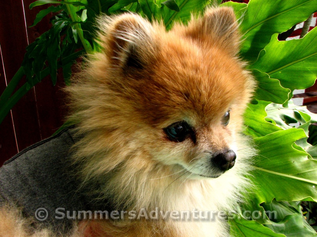 Kona Pomeranian