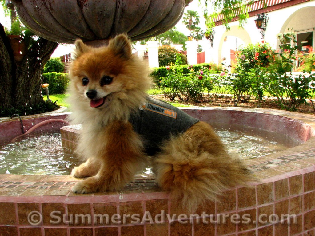 Kona's thundershirt on fountain