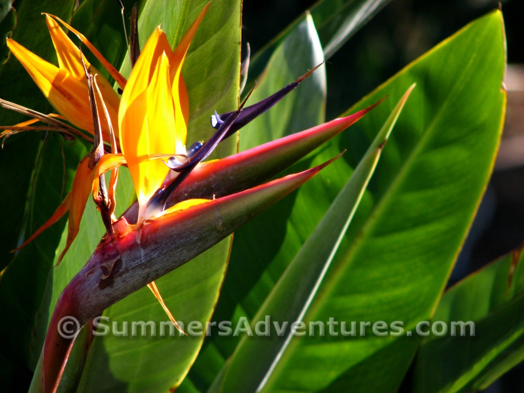 Bird of paradise