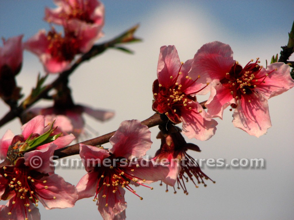 Flowers in spain