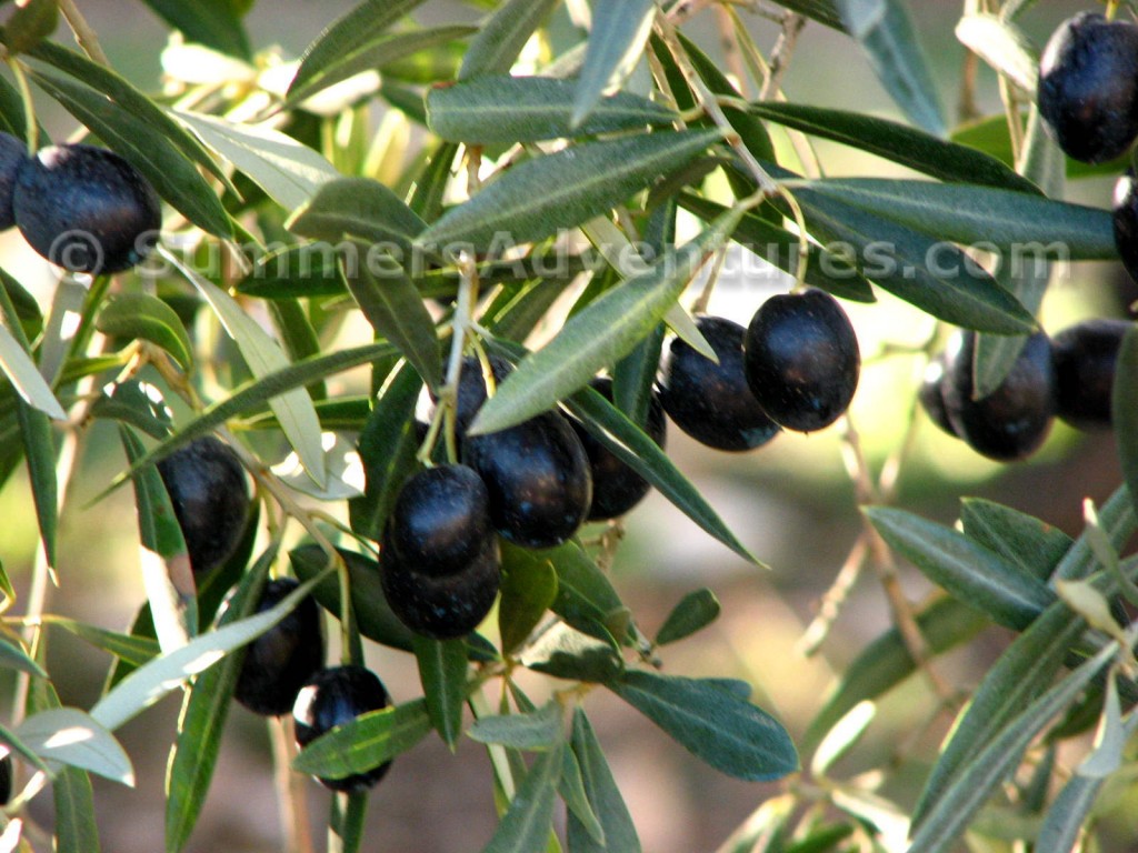 Olive Clusters