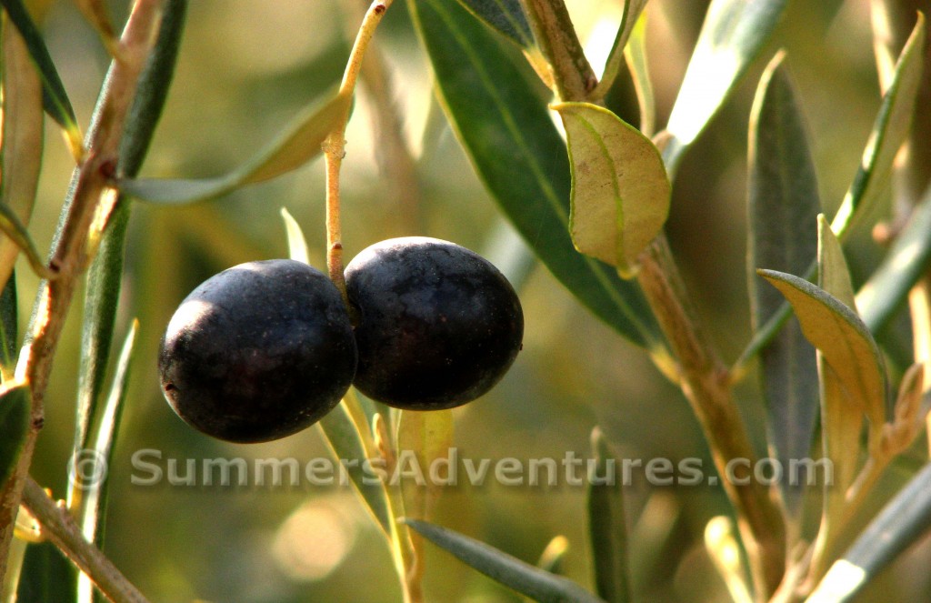 Olive Harvesting