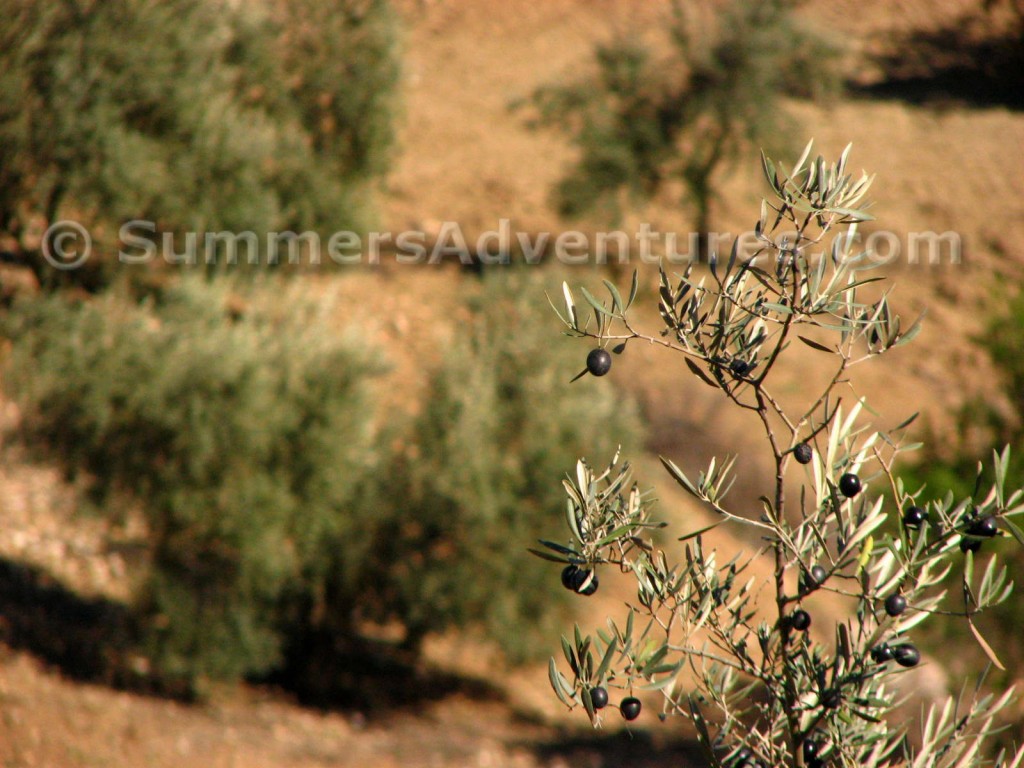 Olive trees