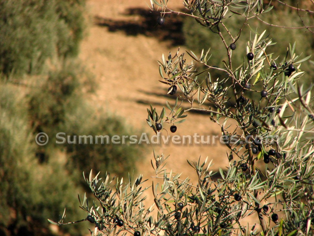 Olives camino de iznajar