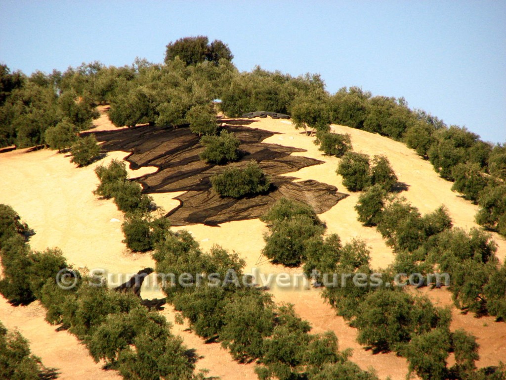 Olives ready to be harvested