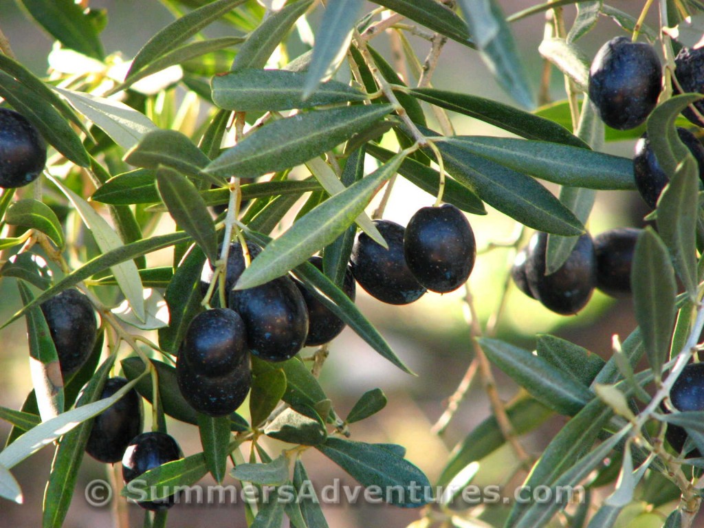 Ripe olives in Spain