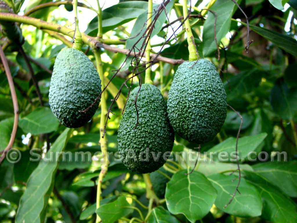 avacados in spain