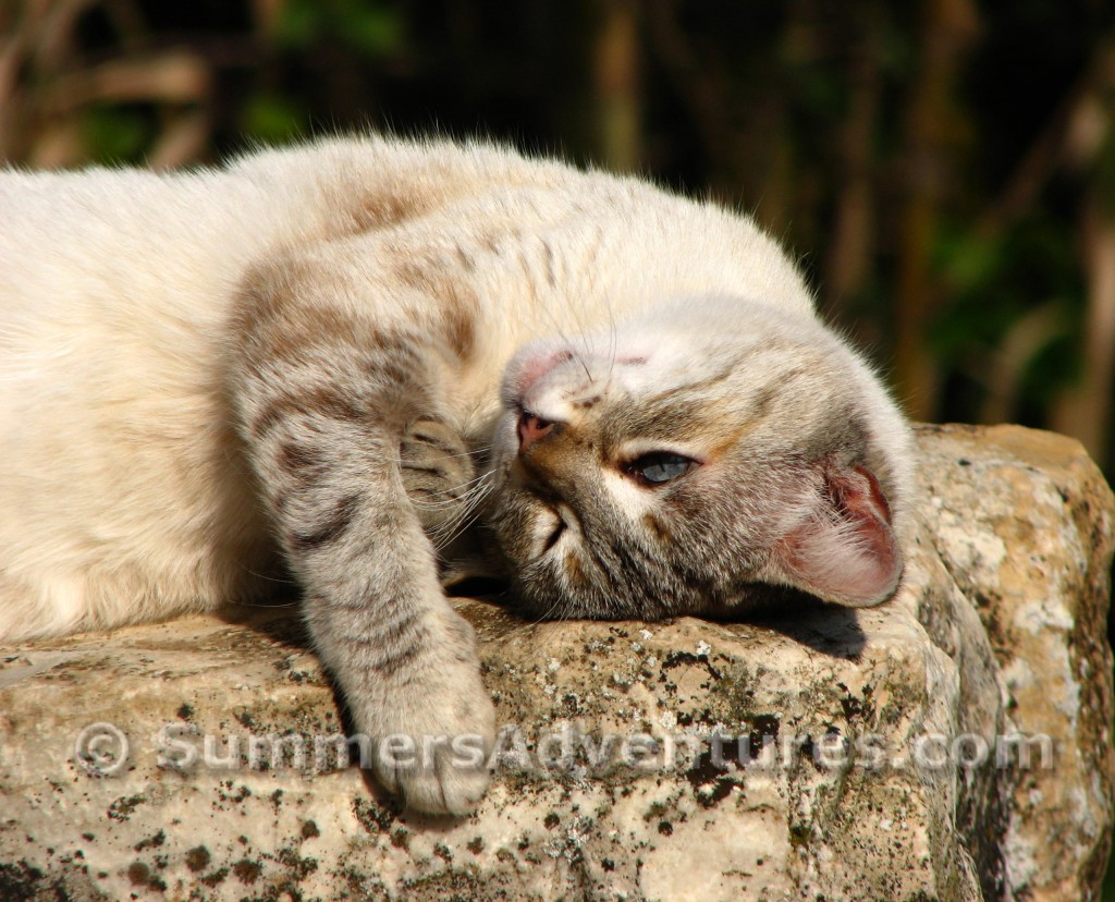 cat in spain