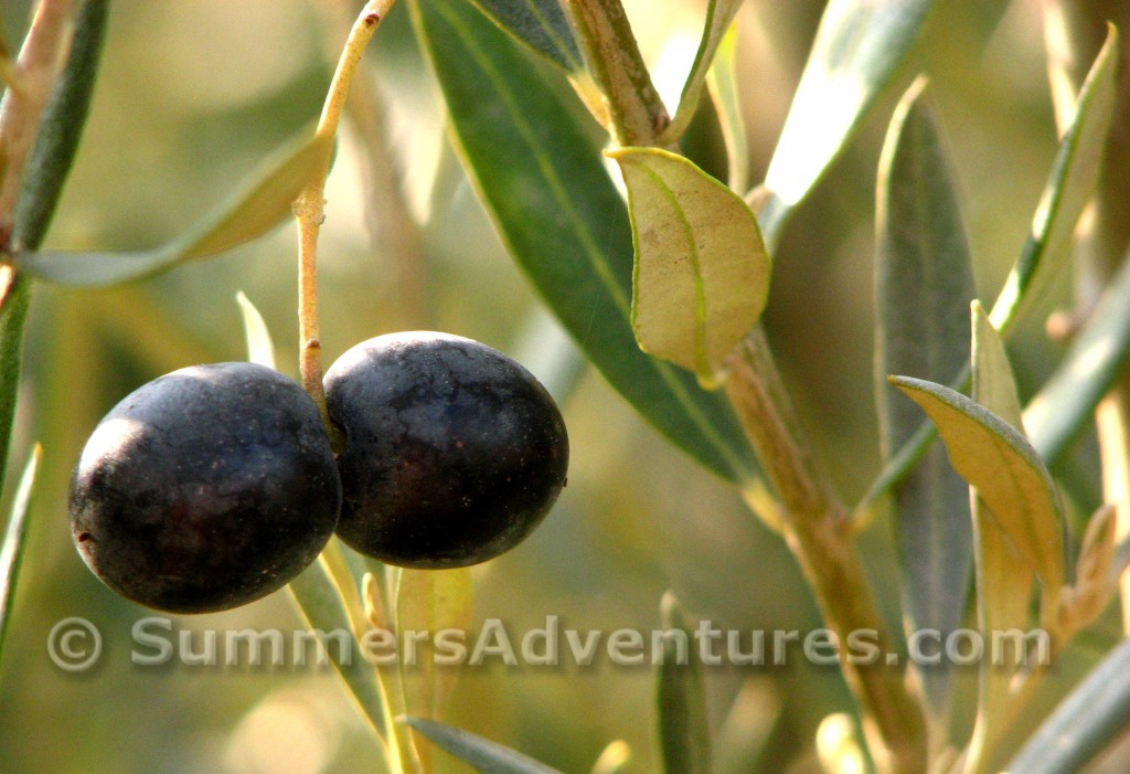 olives spain