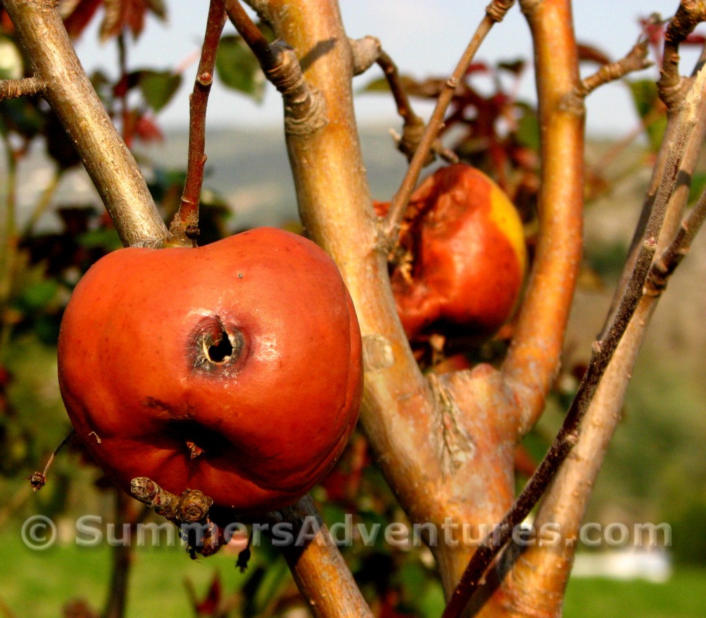 pomegranate spain