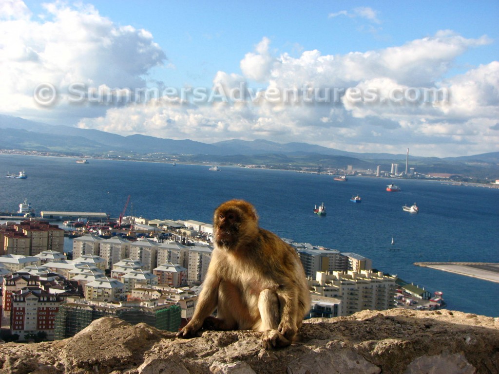 Gibraltar barbary apes