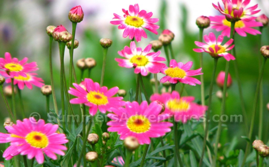 Gibraltar flowers