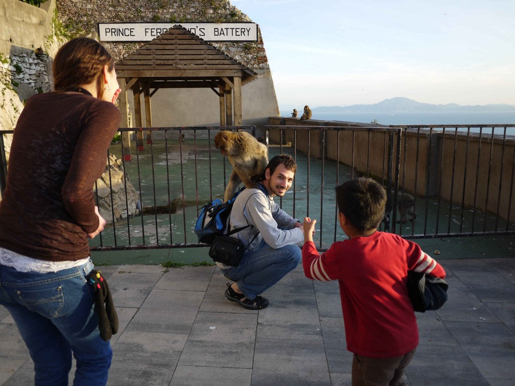 Gibraltar monkeys