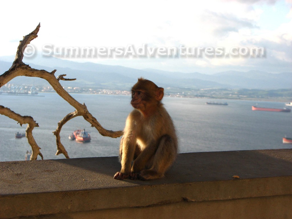 gibraltar baby monkey