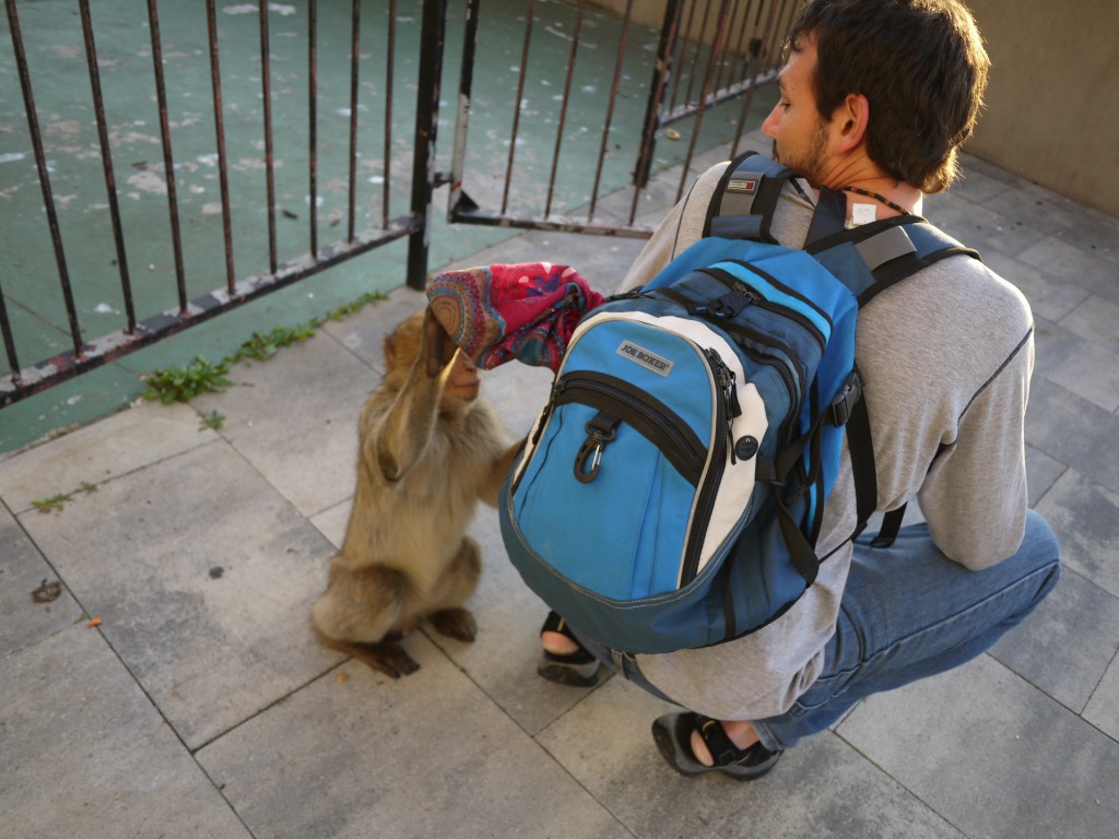 monkeys in gibraltar