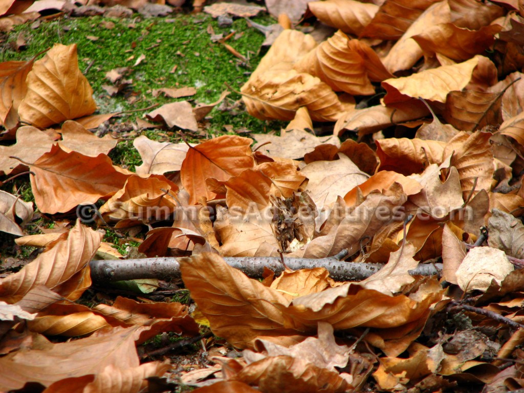 Fall Leaves