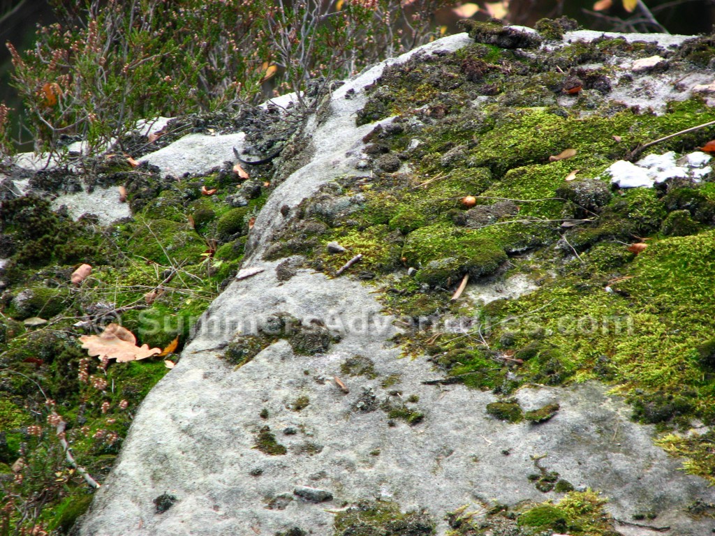 Moss on Rocks